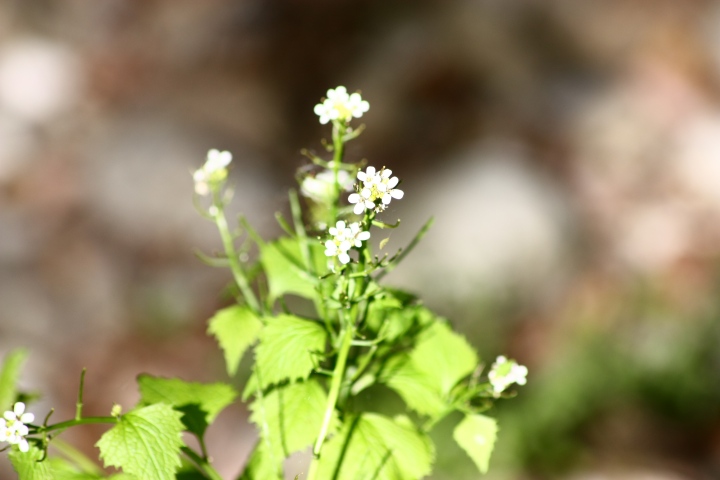 Alliaria petiolata (M. Bieb.) Cavara & Grande